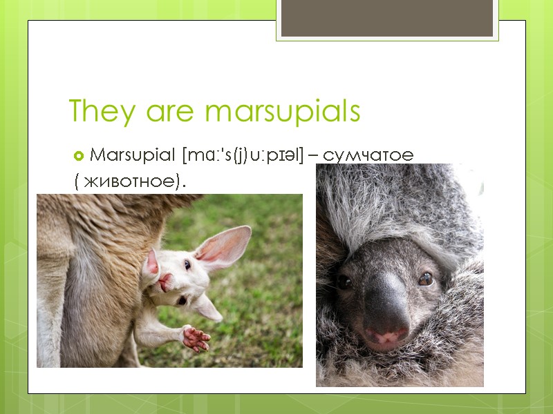 They are marsupials Marsupial [mɑː's(j)uːpɪəl] – сумчатое  ( животное).